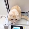 『コピー機を占領して動かない猫』そのままコピーしてみたら…まさかの印刷結果に爆笑！10.6万再生「ツボるｗ」「額にいれて飾るべきｗ」