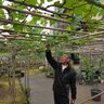 【コラム第15回】喉摘手術を経て山間地に移住し17年、ブドウづくりの輪を広げる81歳！　竜哲樹（にいがた経済新聞社顧問）