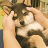 犬と飼い主の『ナイトルーティーン』に密着したら…素敵な夜の過ごし方が羨ましすぎると46万再生「スクワットの仕方で笑った」「可愛いｗ」