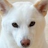 何気なく振り向いたら、犬が後ろで…もはや武士？爆笑必至な『まさかの姿勢』に12万いいね集まる「完璧な構えｗ」「殿、散歩の時間で御座る」