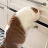 立ち上がって引き出しに手をかけた猫→あまりにも器用すぎる『笑撃の瞬間』が80万表示「すっすげぇｗ」「きっちりチェックしてるｗ」と爆笑