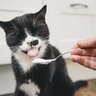 猫に『生クリーム』あげても大丈夫？気をつけるべき4つの注意点