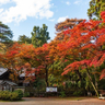 隠れた紅葉スポット　上杉謙信まつる上越市春日山神社の紅葉見頃