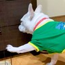 『引き出しを開けるのが上手すぎる犬』→想定以上に『人間のような行動』が賢すぎると23万再生「めちゃくちゃ上手」「頭良くてビックリ」と称賛