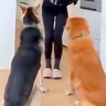 お見合いの末『保護犬を飼った』結果…すれ違いながらも『先輩犬と距離を縮めていく姿』に涙「ぎこちなさも素敵」「仲良くなれそう」と15万再生