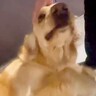 大好きなおばちゃんが遊びに来ると大型犬が…まさかの『呼吸すら忘れて大興奮する光景』に「大好きなの伝わる」「喜び方すごいｗ」と6万再生