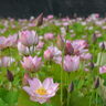 【姫路市】涼しげな蓮の花を見に出かけよう　ヤマサ蒲鉾「夢前蓮の花苑」が見ごろ