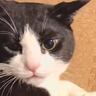 『ごはんが好きすぎる猫』を撫でていたら…『まさかの鳴き声連発』が可愛すぎると32万再生「確かに聞こえるｗ」「たくさん食べてｗ」