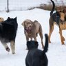犬がしっぽを振って怒っているときの心理4つ　唸ってしまう理由や愛犬の気持ちの見分け方を解説
