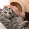 猫が『大嫌い！』と思っている飼い主の行動とは？絶対やってはいけない6つのこと