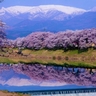 宮城県の桜の名所・お花見スポットおすすめ7選－2024年はどこの桜を見に行く？