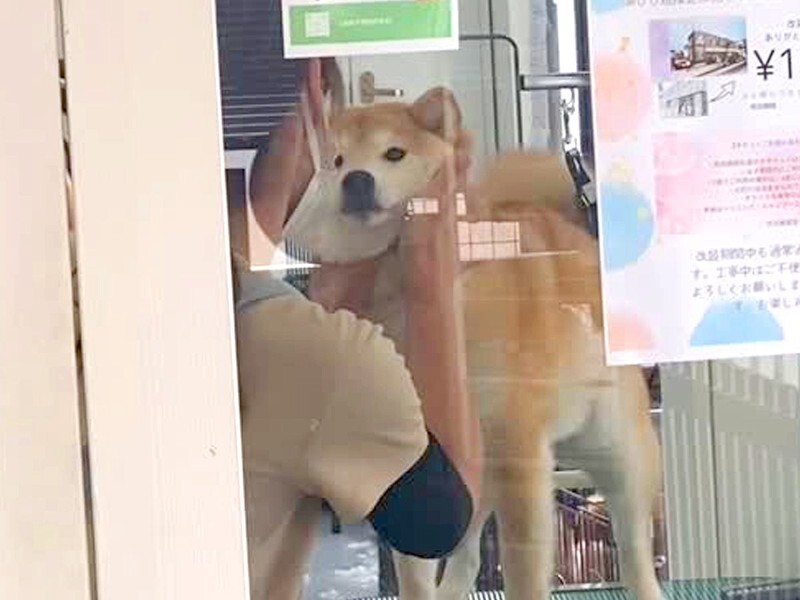 トリミングサロンへ犬をお迎えに→窓越しに気付いた瞬間