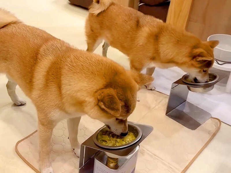 犬たちがご飯を食べている間にいなくなってみたら…』完全に想定外な展開で見せた『まさかのリアクション』が15万再生「ビンタするの草」 - Yahoo!  JAPAN