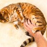 猫をイヤな気持ちにさせる『ダメな撫で方』7選　スキンシップを取りたいなら気をつけるべきこと