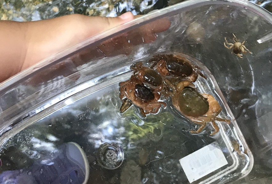 生物細密画「サワガニの子育て」 生物細密画「サワガニの子育て」