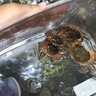 身近な清流で生活する＜サワガニ＞の特殊な子育てスタイル　卵からカニの姿で誕生？