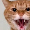 「3番目だけレベルが違うｗｗ」3匹の保護猫にカメラを向けると…『衝撃の瞬間』が92万再生「怪獣いたね」「段々強くなっていくｗｗ」