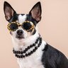 犬に押し付けてはいけない『飼い主の理想』４つ　愛犬に配慮すべき理由や注意点を解説