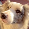 世界一IQが高い犬種に『クロネコヤマトはどこ？』と尋ねた結果…想像を超える『完璧な道案内』が凄すぎると15万再生「脱帽」「私より賢い」