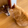 犬が『猫用の穴から出ようとした』結果…助け合う光景と『まさかの結末』が可愛すぎると232万再生「最高のコンビ」「絶対会話してるｗ」