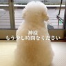 もうすぐ目が見えなくなる犬…後悔しないための『飼い主の決断』が感動的すぎると87万再生「素晴らしい…激しく共感」「最高の選択」と称賛