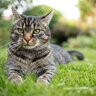 猫にも人にも寄生する『トキソプラズマ』気をつけるべきワケ　寄生されたら支配される？