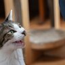 猫が一生懸命飼い主さんに『話しかけている』ときの心理4選　猫も飼い主さんとおしゃべりしたいの？