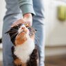 猫のベテラン飼い主が実践する『喜ばせワザ』3選　猫から愛される人はここが違う！