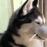 『くわえタバコ』をするハスキー犬…！？かっこよ過ぎる"ハードボイルドな姿"が2万いいねの大反響「クールビューティーで笑ったｗ」