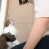 生まれて初めて『まる一日お留守番した猫』→帰ってきた飼い主を見たときの"反応"が…「健気で涙」「泣けてくる」と21万再生の反響