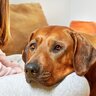 犬が『ぶりっこ』するときに見せる5つの行動　自分が可愛いとわかっているの？隠された心理までご紹介