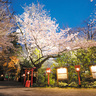 3月下旬～4月上旬に桜やボケが見頃の群馬県太田市「冠稲荷神社」で、夜間の大鳥居は絶好のフォトスポット