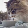 庭でくつろぐ野良猫にご飯をあげてみたら…『まさかの反応』に思わず涙がでてしまうと89万再生「素敵で泣いた」「予想外の展開で驚き」