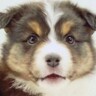 『子どもが怖がるから』と捨てられ、１歳で３回も家が変わった犬→10年後…涙が止まらない『現在の光景』が62万再生「泣いた」「素敵な笑顔」