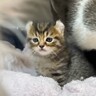 赤ちゃん猫が初めて『犬』と遭遇した結果…あまりにもキュンな『可愛すぎる威嚇』が181万再生「威嚇の意味がないｗ」「なんか泣けてくる」