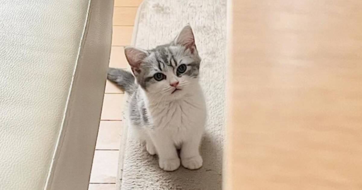 こもも子猫 8月8日は #世界猫の日 🐈 猫もお人形も、大好きです♡ #おでこ
