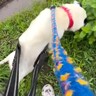 10年間、鎖に繋がれ続けて『下半身不随』になった犬を保護…信じられない『奇跡的な現在の姿』に涙「愛情とお世話の賜物」「幸せそう」の声