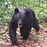 新潟県胎内市と村上市でクマの目撃情報、県では「クマ出没警戒注意報」を発表中