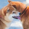 犬を多頭飼いするのに適切なタイミングとは？先住犬に対して考慮するべきポイントをご紹介