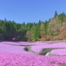 どこまでも広がる美しい風景♪三田の春を彩る風物詩　永沢寺にある「花のじゅうたん」が見ごろを迎えます　三田市