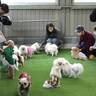 あたらしい家族見つかった？　四日市で「保護猫＆保護犬　ご縁探し会」