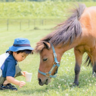 世界最小のお馬さんとふれあえる