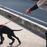 犬がリードを引っ張っている時の『絶対NG行為』5選　しつけの悪影響となる可能性も…
