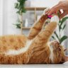 一緒に遊ぶニャ！猫が見せる『お誘い行為』4選　愛猫が喜ぶ神対応もご紹介！