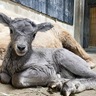 金沢動物園　オオツノヒツジが誕生　メスの「ザラメ」