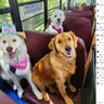 「幸せいっぱい！」犬専用バスでお出かけの犬たち　生き生きした表情が話題に（カナダ）