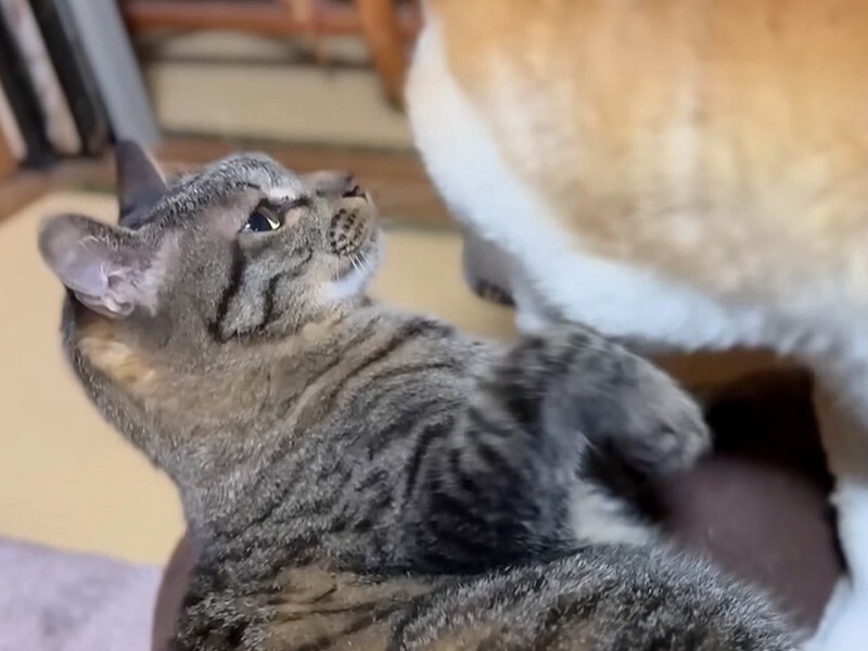 猫暮らし専門店 キミとワタシのSUMIKA nyanyanto!ニャニャント!