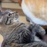 猫３匹が好きでたまらない同居犬→“かまって攻撃”が繰り出され…個性豊かな『尊すぎるリアクション』に「幸せがぎゅうぎゅうに詰まってる…」