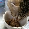 「納豆」が大好きな猫ちゃん。ネバネバも匂いも平気でバクバク食べてる…！【猫の日投稿企画】