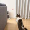 猫のまえで『スーパーボール』を投げてみたら…まさかの『一緒にピョンピョンしちゃう姿』が可愛すぎると26万再生「ウサギ？」「何回も見れる」